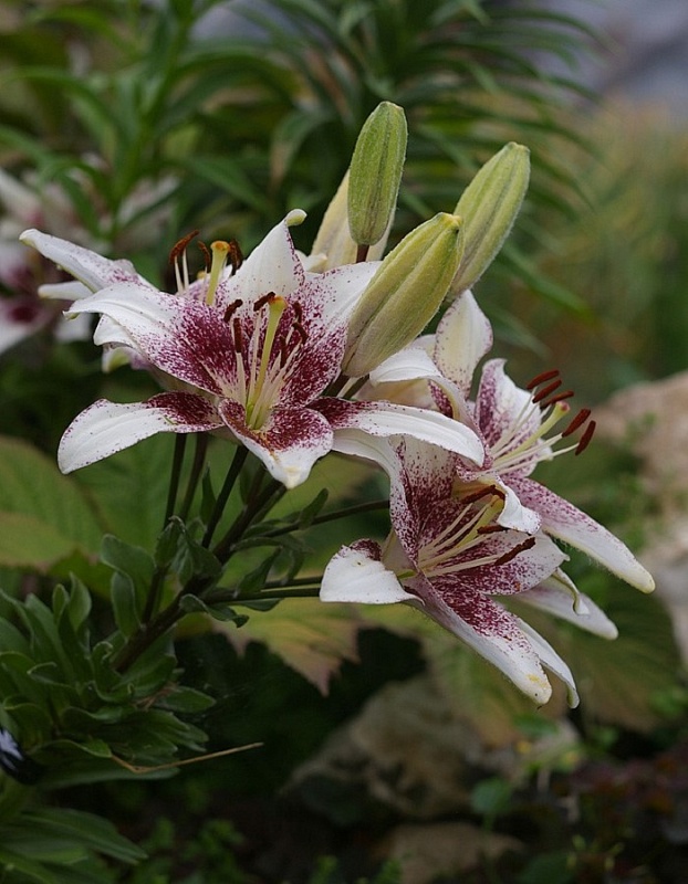 Лилия Танго Капуччино 